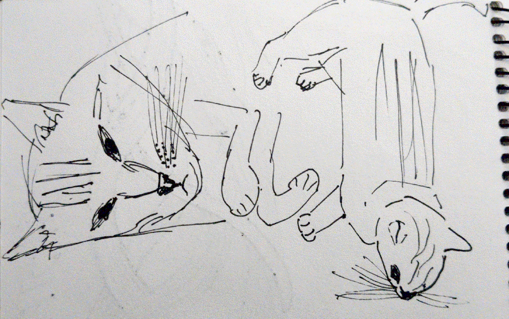 line art of my friends cat