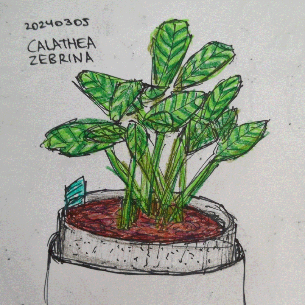 drawing of a calathea zebrina house plant