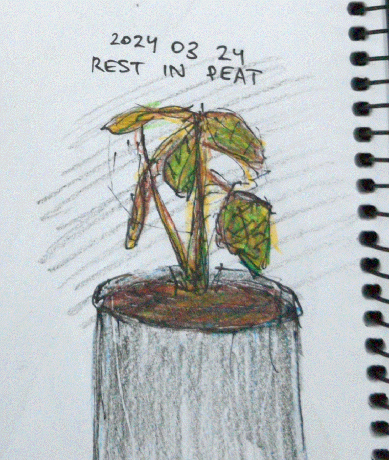 drawing of a dying calathea zebrina house plant